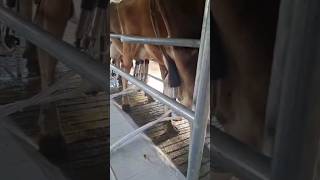 a que hora te llega la leche calentita!!!?, golosa.