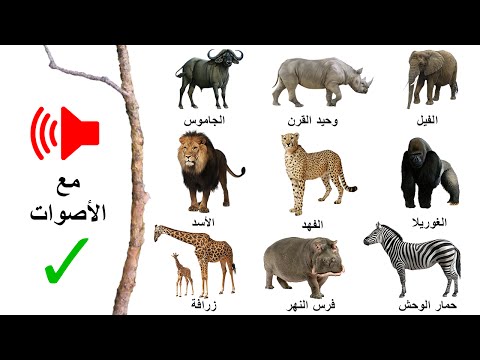 تعليم أسماء الحيوانات للأطفال الصغار و الرضع مع الأصوات باللغة