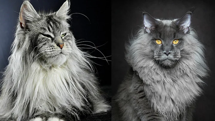 Video 10730931: gato maine coon, longing