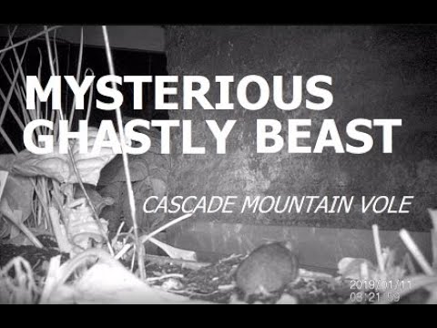 Mysterious Ghastly Beast Caught On Trail Camera (Cascade Mountain Vole)