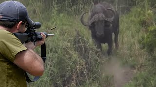 African buffalo do not surrender to the hunter 😱🔥👍👌 Part 3