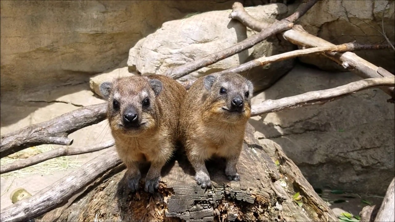 ケープハイラックス Cape Hyrax よこはま動物園ズーラシア 18 03 26 Youtube ケープハイラックス Cape Hyrax よこはま動物園ズーラシア 18 03 26 Youtube