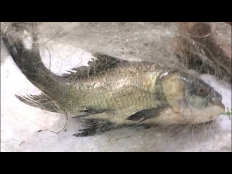 Katla fish caught by net