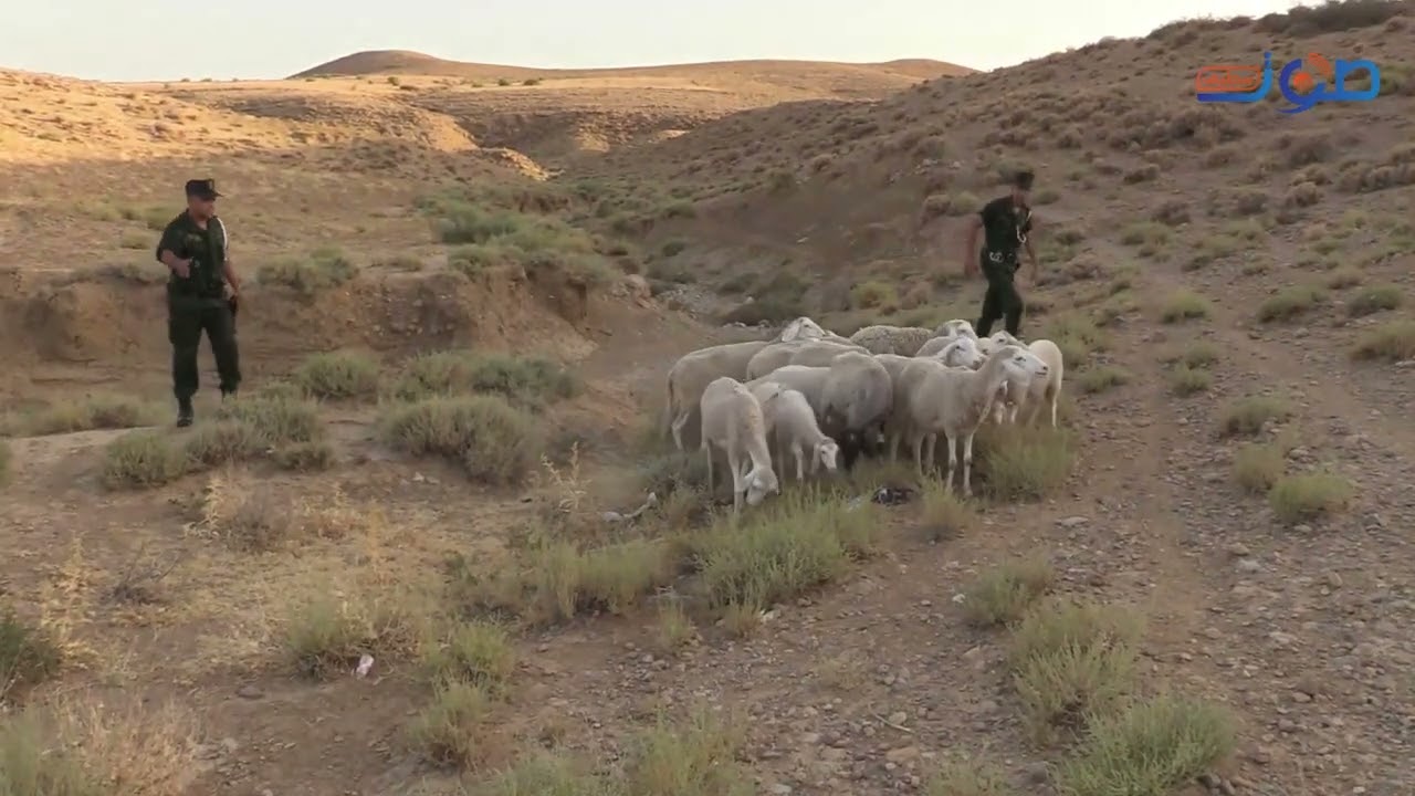 هكذا أسترجع عناصر الدرك الوطني بعين أزال قطيع غنم مسروق و إلقاء القبض على اللص الفاعل
