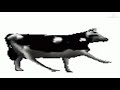 Dancing Polish Cow 10 Hours