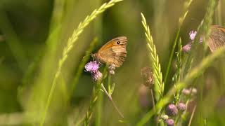 FREE Wild flower seeds
