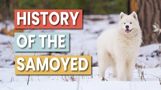 The History of the Samoyed