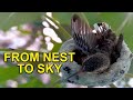 Baby Allen's Hummingbird Learns to Fly TIMELAPSE