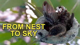 Baby Allen's Hummingbird Learns to Fly TIMELAPSE screenshot 4