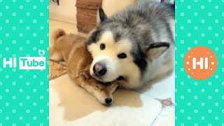 面白いことをしているかわいい犬と猫P37面白い動画2018