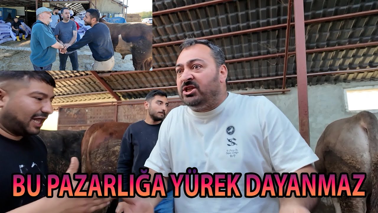 1 TON DANAYA BÖYLE PAZARLIK YAKIŞIR / 300.000 TL SATILDI / TİMUÇİN ÇILDIRDI 251.0000 TL SATILDI