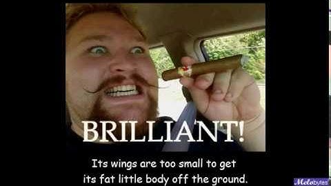 part of the bee movie script but it was made into a video with melobytes