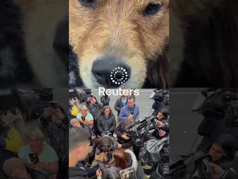 Stray dog survives Chile river ordeal after failed rescue attempts