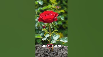 An 8-second timelapse shows a rose seed sprouting from the moist soil #shorts #flowers #timelapse