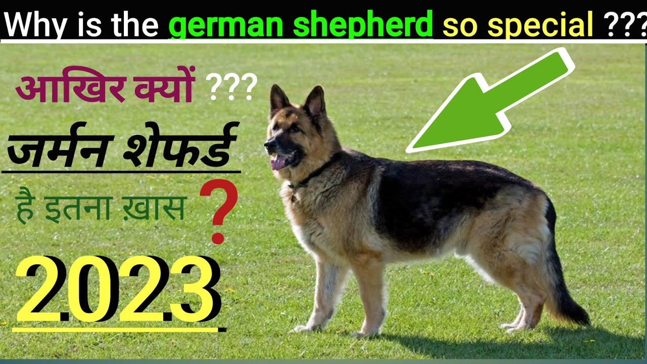 GERMAN SHEPHARD Why Is The GERMAN SHEPHARD GERMAN SHEPHARD Why Is The GERMAN SHEPHARD