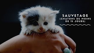 S'occuper de chatons orphelins (de 15 jours)