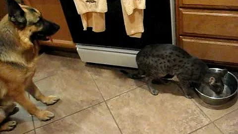 Video 1033341: f2 savannah kitten, f2 savannah male, blue savannah, kittens dog