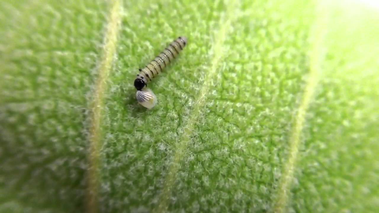 Newly Hatched Monarch Caterpillar Eating Its Eggshell YouTube newly-hatched-monarch-caterpillar-eating-its-eggshell-youtube