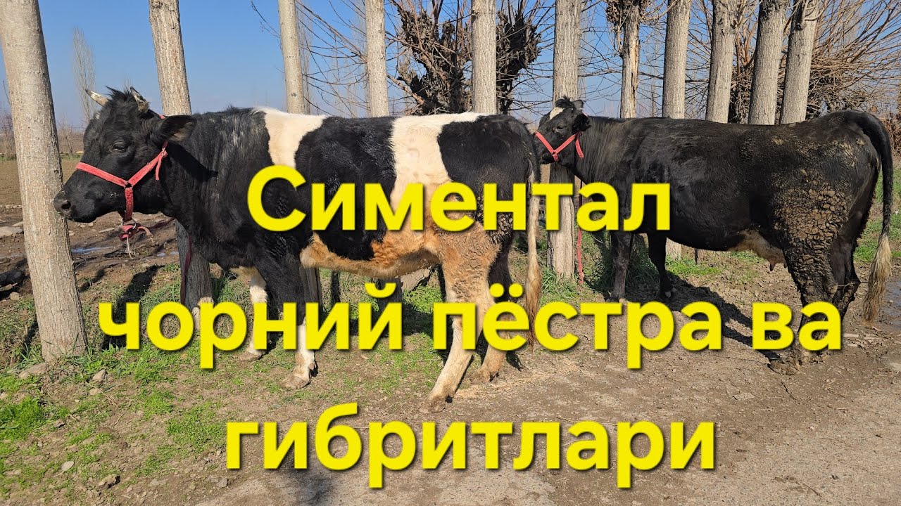 БАРАКА БОЛДИ 🤝🤝🤝🤝