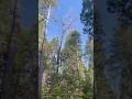 Carga estática vrs carga dinámica #arborismo #cuerdas #cargasegura #arborista #factordeseguridad