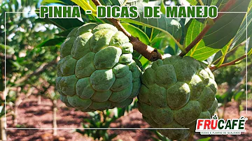 Como se chama a árvore que dá pinha?