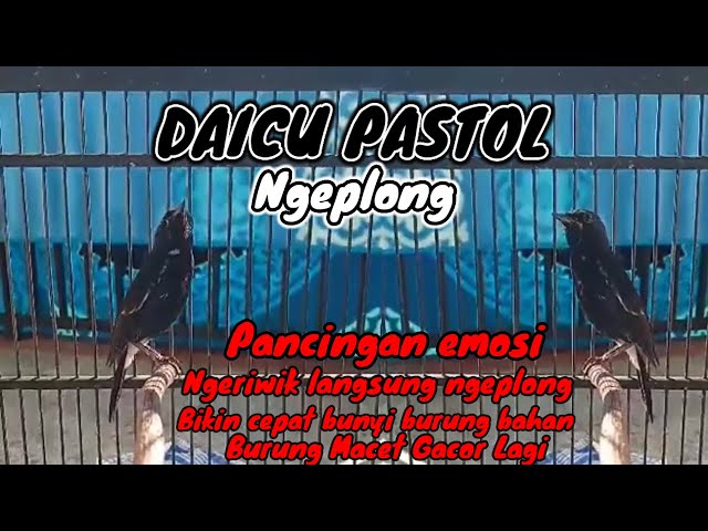 PASTOL DAICU Ngeplong ] Masteran pancingan emosi bikin daicu macet - mabung - Ngeriwik - jadi PLONG class=