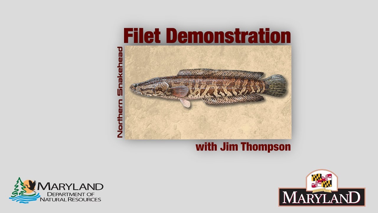 Northern Snakehead - Filet Demonstration - Maryland Department of