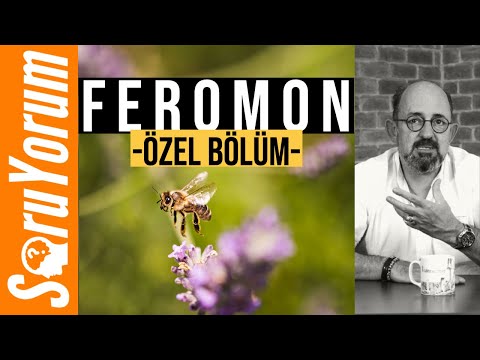 SoruYorum - FEROMON (Özel Bölüm)