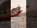 النمر يفترس كلب Animals النمر 