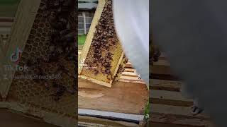 How&#39;s your bee doing #beeshorts #animalhusbandry #beelife #beelover #beekeeping