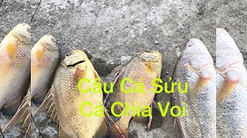 Câu Cá Sửu | Cá Chìa Voi Sông Vàm Cỏ Cầu Mỹ Lợi | Fishing Lang Thang Sông Nước