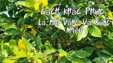 Ba nguyên nhân vàng rụng lá trên cây mai cần phải lưu ý trong giai đoạn cuối năm.