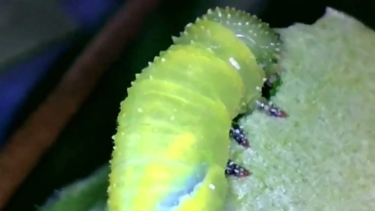 Death's Head Hawk Moth Larvae: Disagreement, Dinner and a Snooze | Close-Up Macro Footage
