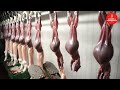 Fresh Meat Rabbits Factory Industrial Processing,Rabbit Slaughterhouse,Modern Meat Rabbit Technology