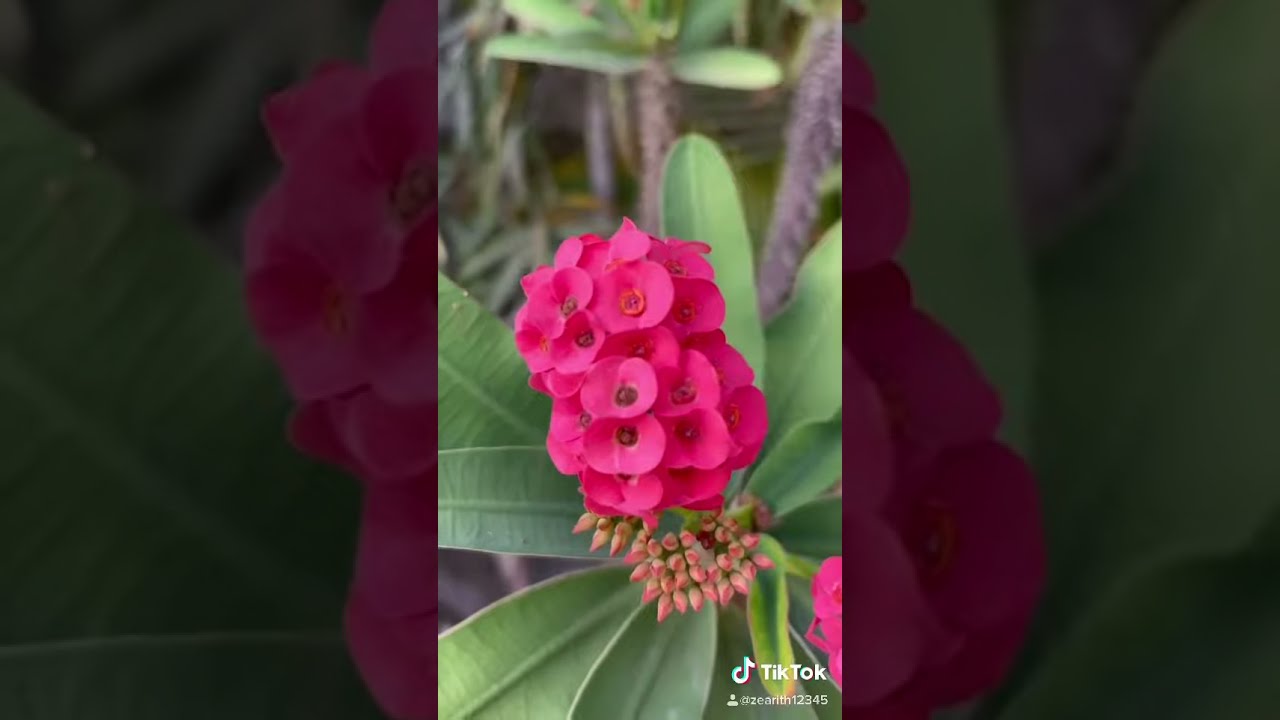 Thumbnail of The gardens at home| i like flowers because it beautiful
