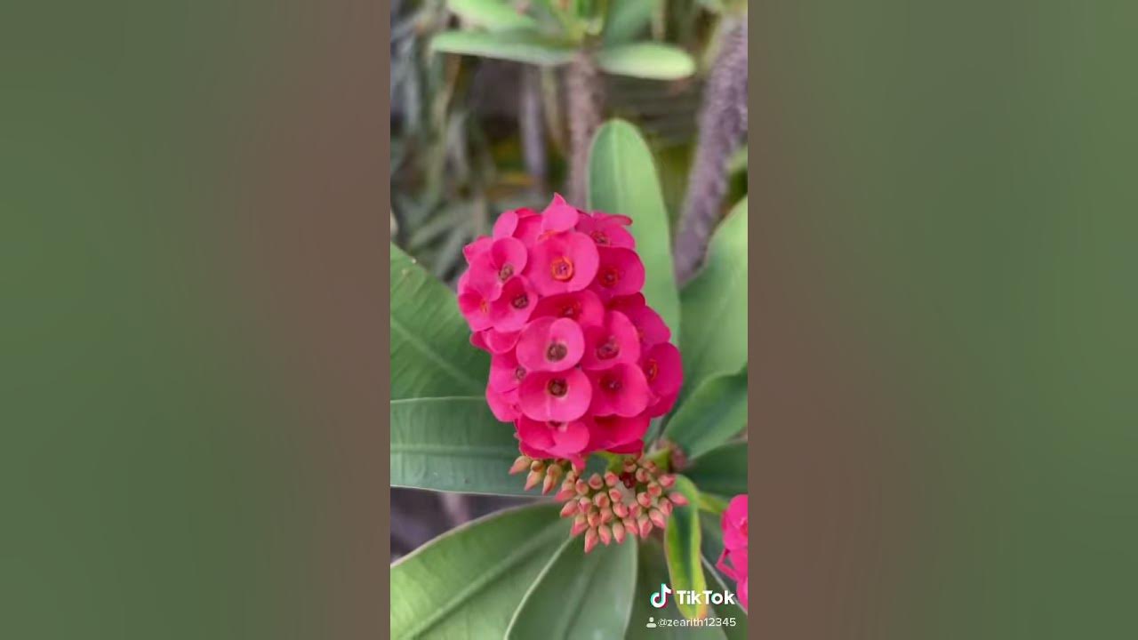 The gardens at home| i like flowers because it beautiful