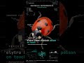 Seven-spot Ladybug — TOXICITY: elytra bleed alkaloid poison on touch | Morphe Error
