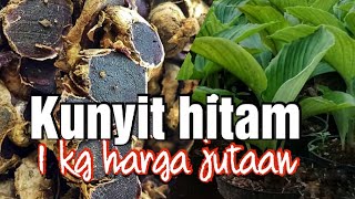 Kunyit hitam rempah rempah super mahal