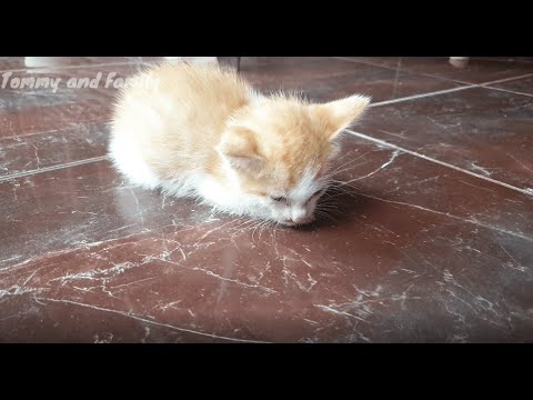Menyelamatkan Anak Kucing Kejang