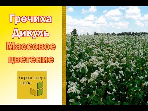 Семена гречихи. 💮