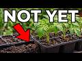 Too Late for Seeds? Too Early for Tomatoes? Here’s What to Do.