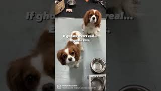 We Are Ready For Halloween Easy Dog Costume Ghost