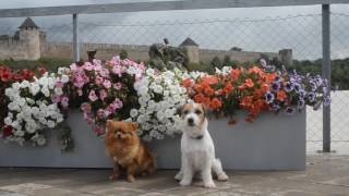 Jack Russel Terrier Good And German Spitz Eva. Summer 2017. 2