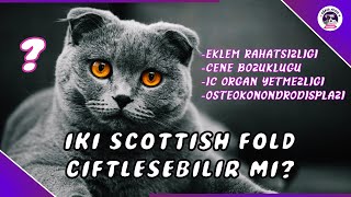 İki Scottish Fold Kedi Çiftleşirmiçi̇fleti̇rmek Doğrumu Yanlişmi