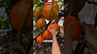Origins of the World's Most Iconic Fruits 🌍✨ #origins #foodknowledge #tropical