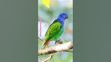 Beautiful birds #ytshorts #youtubeshorts #shortsfeed #shortvideo #amazing #lovely #beautiful #birds
