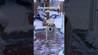 Asking Mom To Play In The Snow
