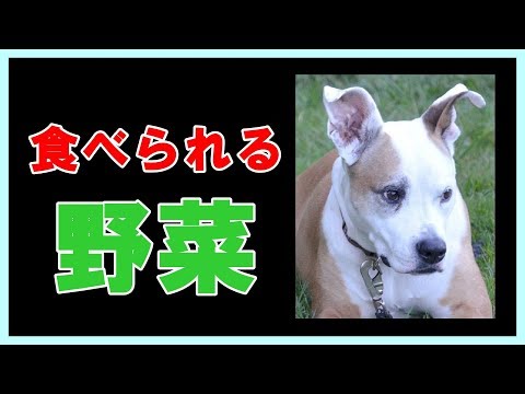 犬に食べさせていい野菜がコレ！