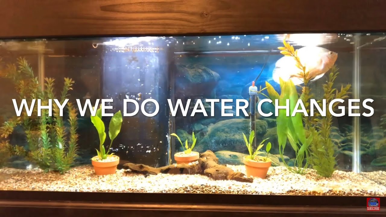 How To Do A Water Change In A Fish Tank YouTube