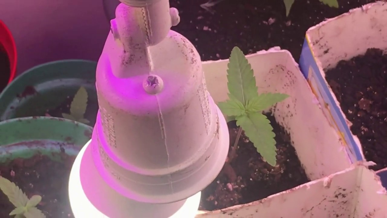 Getting ready for 2020 season Cannabis outdoor grow